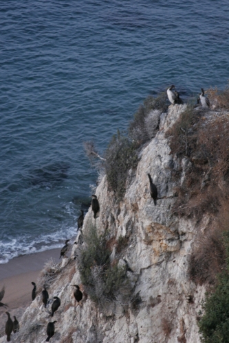 cormoranes