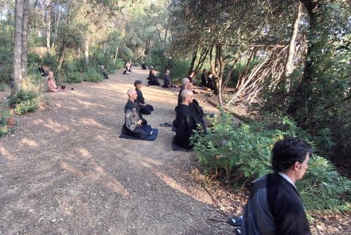 zazen e el bosque